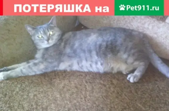 Пропала кошка на ул. Дружбы 9, Кемерово