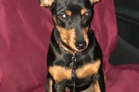 Найденные животные Москва, фото: Найдена собака-девочка в районе Царицыно, ищем хозяина!