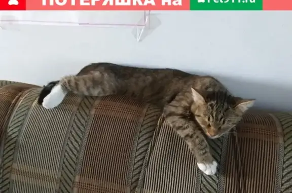 Пропала кошка на улице Покровской, Старый Оскол ‼
