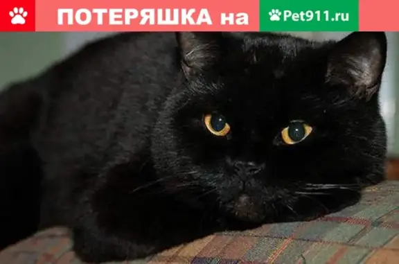 Пропал кот Феликс с улицы Мира, зеленый ошейник, видели на перекрестке Молодежная-Водная, Коряжма