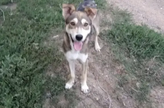 Найдена собака возле теннисного комплекса в Оренбурге