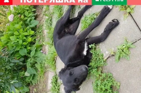 Собака черная с белыми вкраплениями в деревне Семёновское