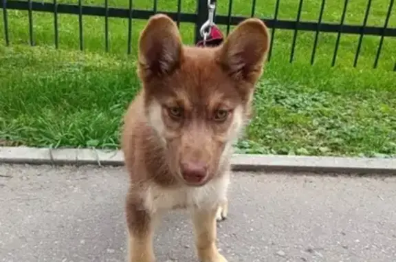 Найдена собака на Красноармейском проспекте, ищем хозяев!