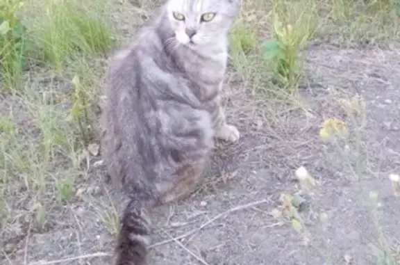 Найдена вислоухая кошка возле дома в Батайске
