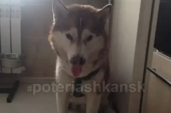Пропала собака породы хаски в Новосибирске