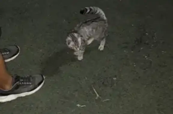 Потерянный кот возле школы в Киевском