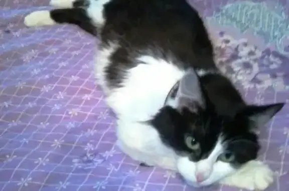 Кошки потеряшки, Тольятти, фото: Потеряшка кошка Стелла в районе ДК 