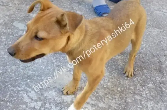 Найден щенок в Саратове, район Политеха.