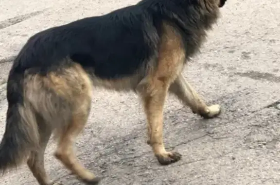 Найдена собака на острове в Чите