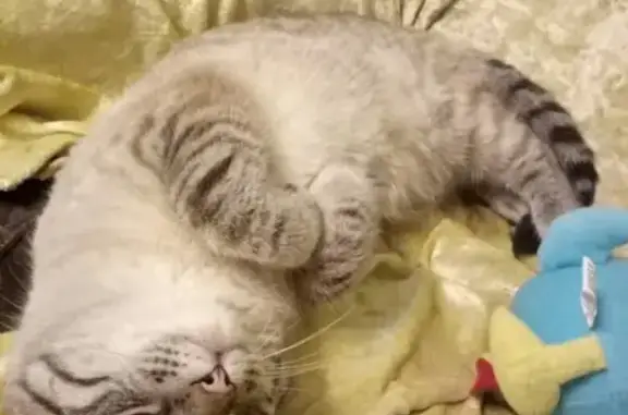 Объявления о пропавших и найденных животных, Киров, фото: Пропал кот в Порошино, Россия, Киров (тел. в описании)