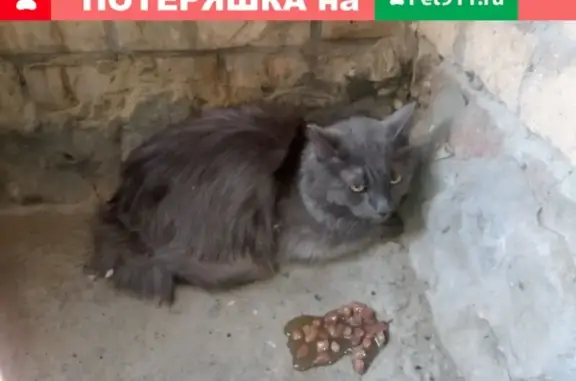 Найдена кошка в Волгодонске