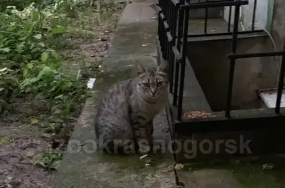 Найдена кошка на ул. Чайковского в Красногорске