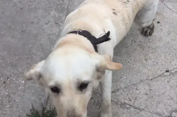Найдена собака в Твери