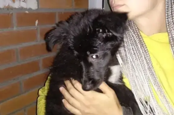Найден щенок на мкр Весенний в Новосибирске