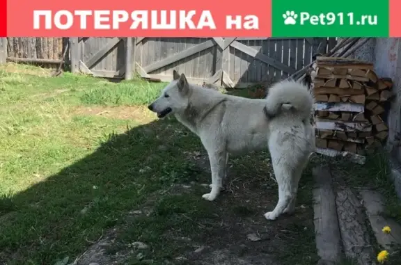 Пропала собака в Бондаревском бору, Республика Хакасия