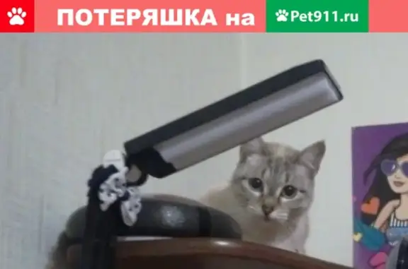 Пропала кошка в Бабаево, ул. Боровая-Горького.