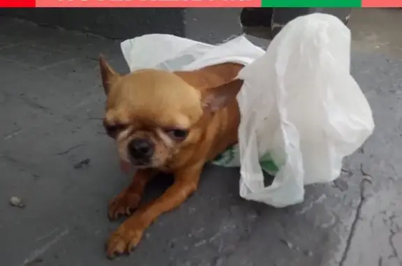 Найдена собака, Москва, фото: Собака пострадала от автомобиля в Москве