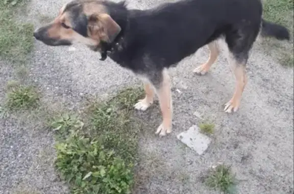 Собака найдена в поселении Газёновка, Карачевский район, Брянская область.