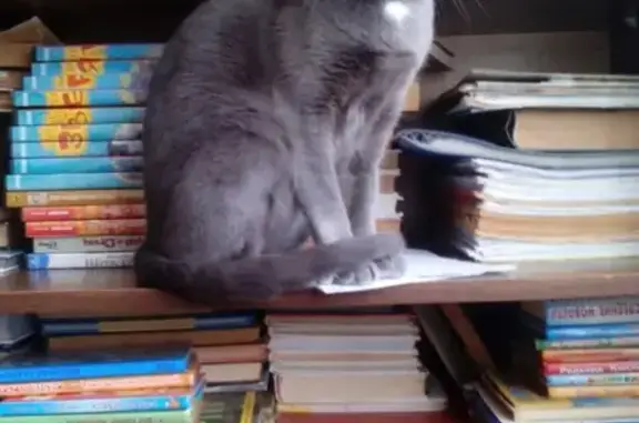 Кошки потеряшки, Саранск, фото: Потеряшка кошка в Саранске, ул. Т.Бибиной, д.7, корп.2.