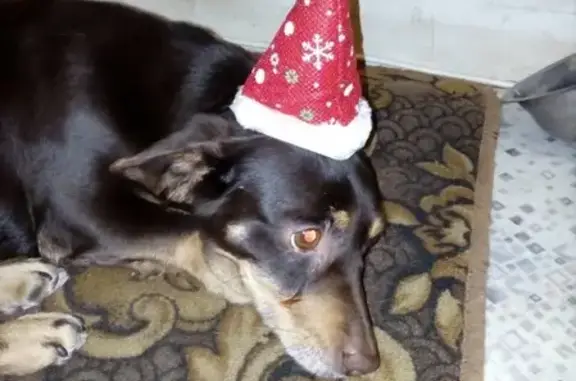 Собаки потеряшки, Кострома, фото: Потеряшка такса в районе Ипатьевской слободы, Кострома