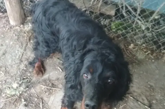 Пропала собака Лаки в селе Торопово, Ярославская область