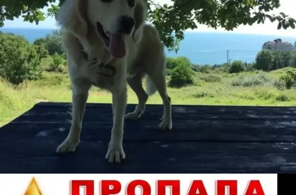 Пропала собака Вилли в Сочи, Краснодарский край