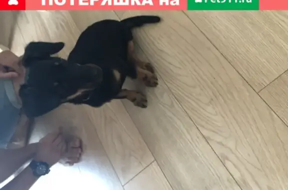 Найден щенок похожий на таксу в Новороссийске