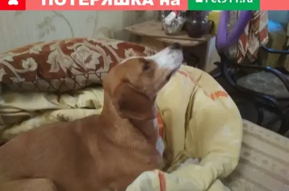 Потерянные животные Санкт-Петербург, фото: Пропала собака Шерри в районе пл. Репина, СПб