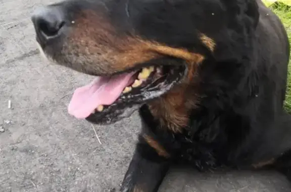 Собака найдена на Красной Горке в Прокопьевске!