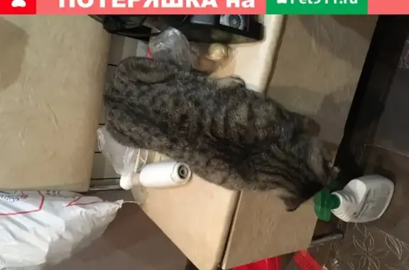 Пропала кошка на проспекте Карла Маркса