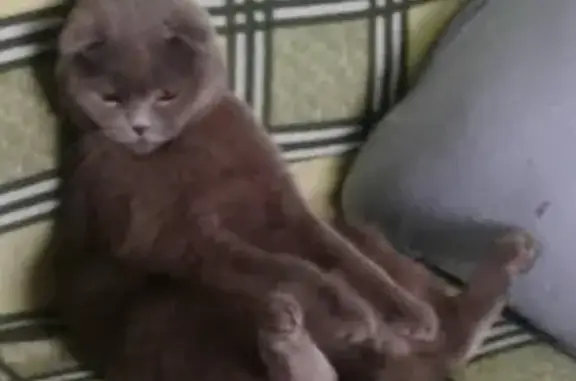 Кошки потеряшки, посёлок Матвеев Курган, фото: Потеряшка кот в районе магазина «Горбушка»