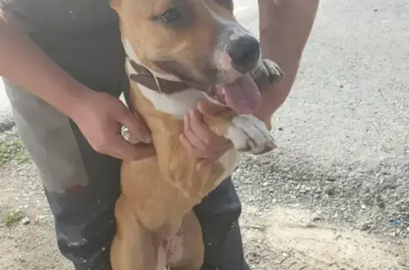 Собака найдена на Товарном шоссе в Тюмени