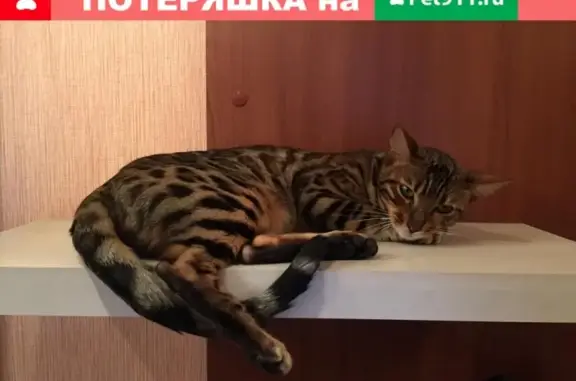 Кошки потеряшки, Москва, фото: Потеряшка бенгальская кошка в Москве на улице Генерала Ермолова, 2