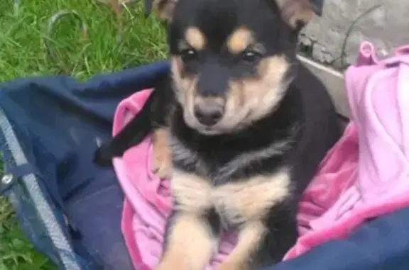 Пропала собака Джун в Ижевске