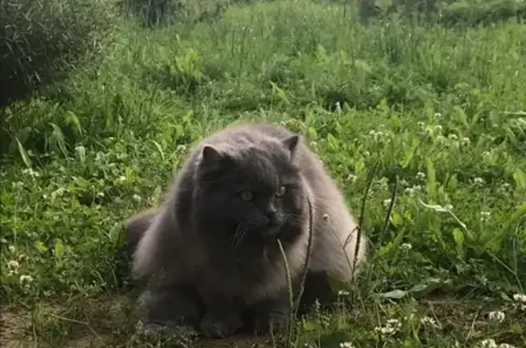 Кошки потеряшки, Москва, фото: Потеряшка кошка в деревне Софьино, Москва