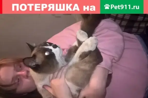 Найдена кошка на Путевой, Новосибирск, 16