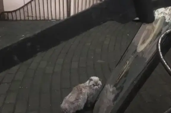 Найдена кошка на Большой Пушкарской улице
