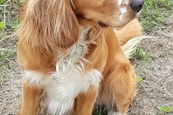 Собаки потеряшки, Андреевское, фото: Потеряшка собака в дер. Холопово, Владимирская обл.