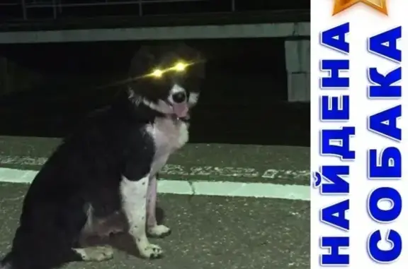 Найдена собака в Петушках, Владимирская область