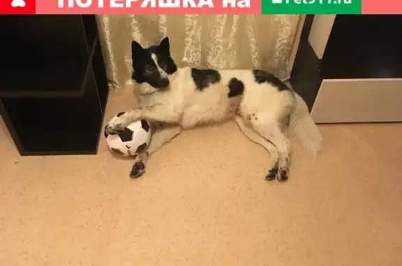 Потерянные животные Санкт-Петербург, фото: Пропала собака на улице Турку.