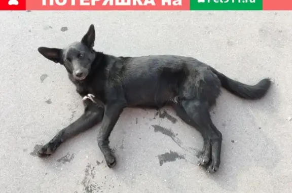 Найдена собака около м. Братиславская