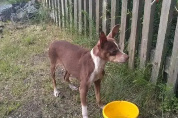 Найдена собака в Новокузнецком районе - photo