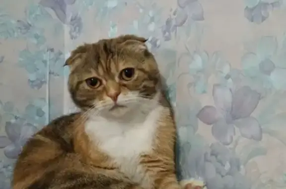 Объявления о пропавших и найденных животных, Киров, фото: Пропала кошка в Кирове: 