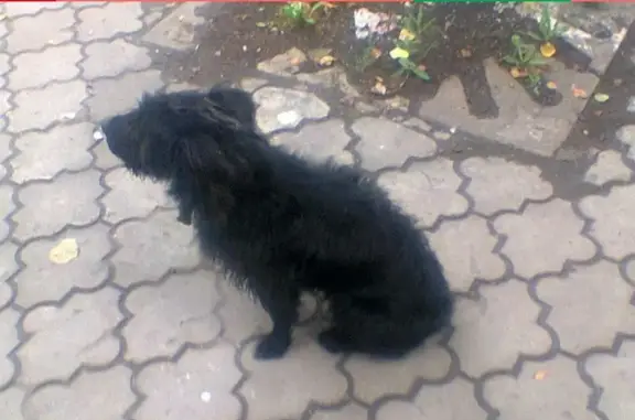 Найден черный песик возле ТЦ Башкирия в Уфе