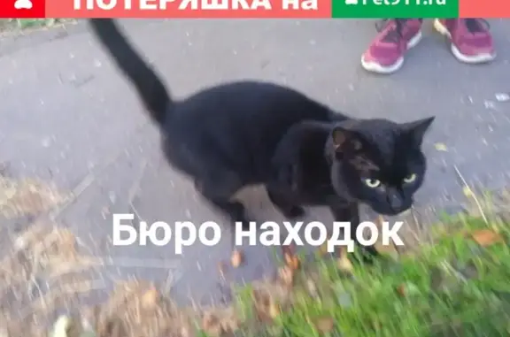 Найдена кошка на Вологодской, 10