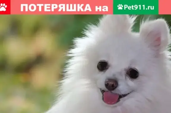 Пропала собака Тиана в пос. Ленинский, Свердловская область