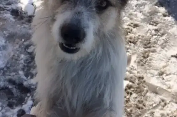 Собаки потеряшки, муниципальное образование Поселок Уральский, фото: Потеряшка собака в пос. Уральский, Свердловская обл.