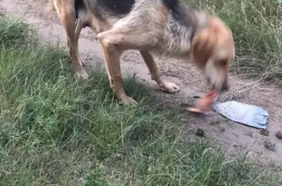 Собака найдена в Абакане, Республика Хакасия.