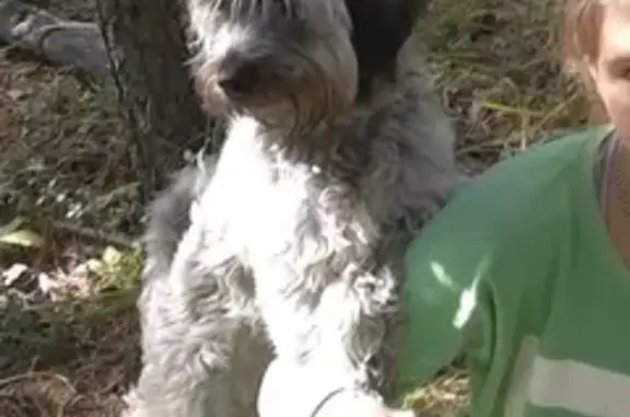 Пропала собака Малыш в Красноярском крае, помогите найти!