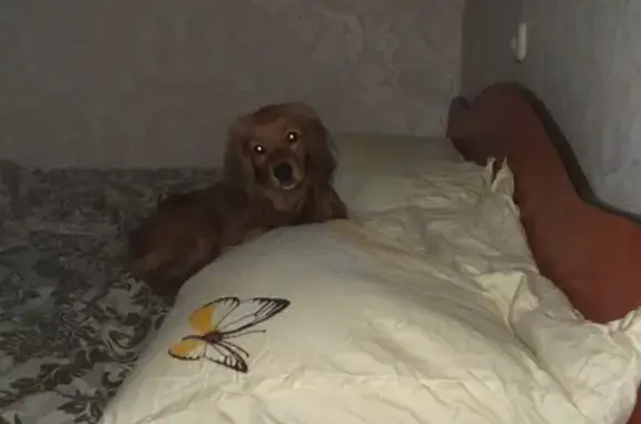 Найдена собака в Чите, ищем хозяина